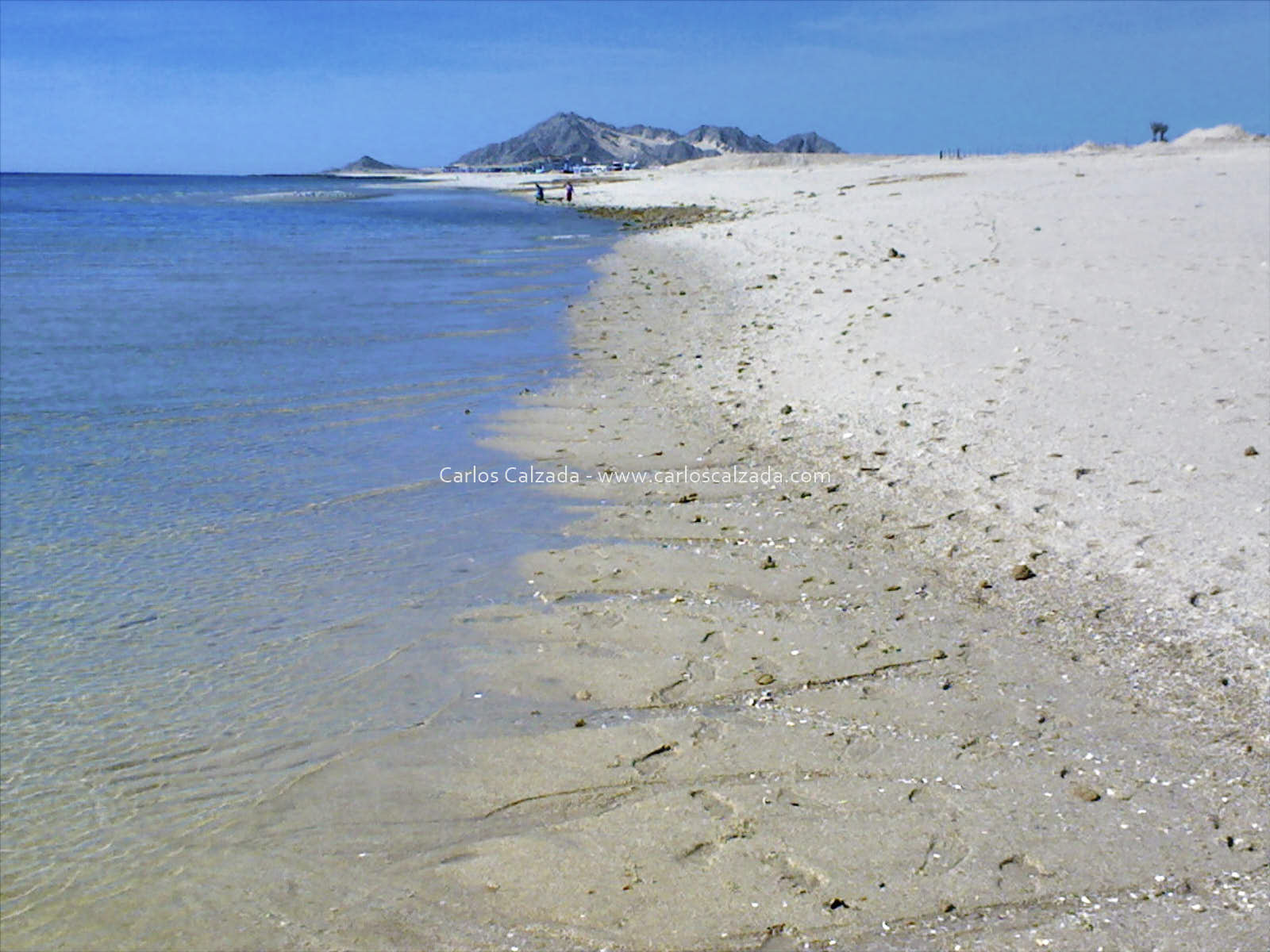 Arenosa_2008 (4).jpg